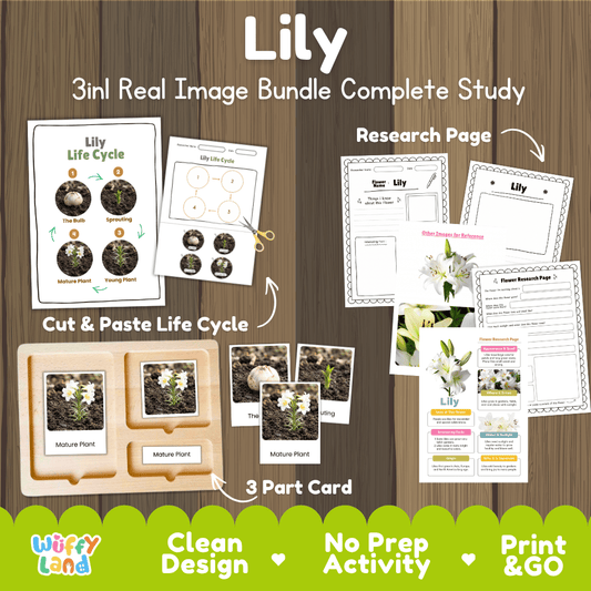 Lily flower 3in1 real image bundle complete study printable featuring life cycle cut and paste worksheets, Montessori 3-part cards, and research pages