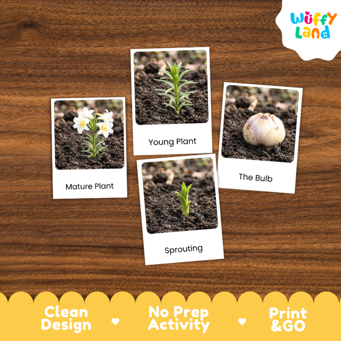 Lily Life Cycle Flashcards | 3 Part Cards Montessori Science Activity
