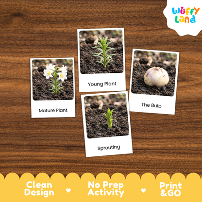 Lily Life Cycle Flashcards | 3 Part Cards Montessori Science Activity