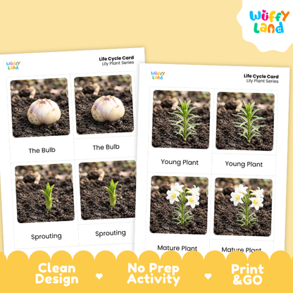 Lily Life Cycle Flashcards | 3 Part Cards Montessori Science Activity