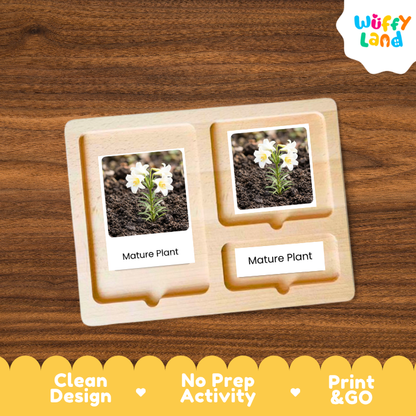 Lily Life Cycle Flashcards | 3 Part Cards Montessori Science Activity