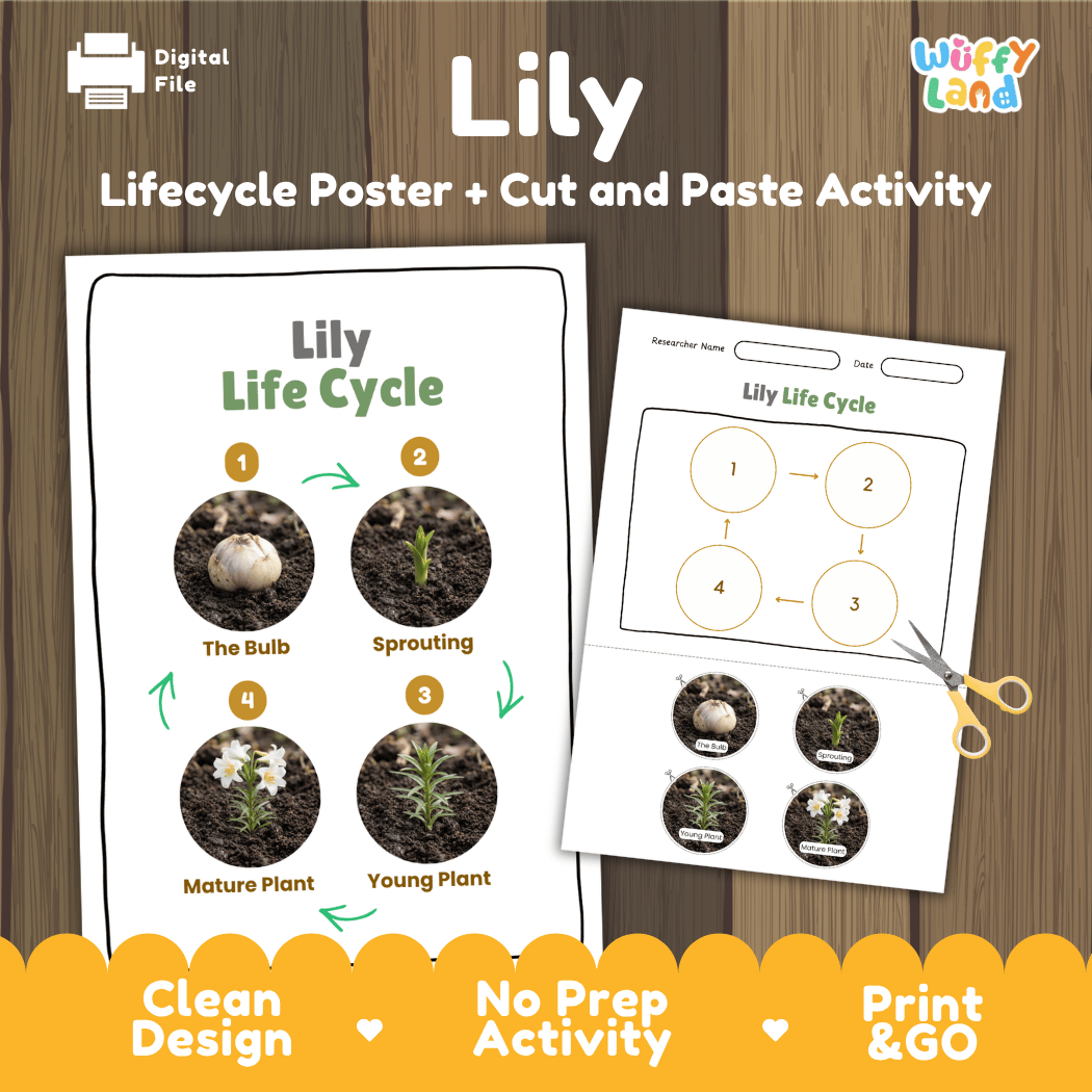 Lily Life Cycle Poster and Cut and Paste Activity Worksheet