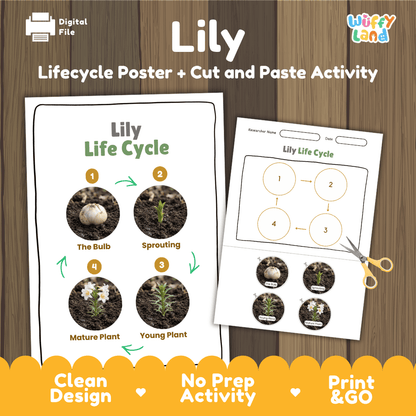 Lily Life Cycle Poster and Cut and Paste Activity Worksheet
