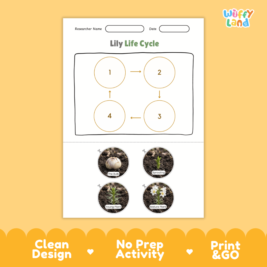 Lily Life Cycle Poster and Cut and Paste Activity Worksheet