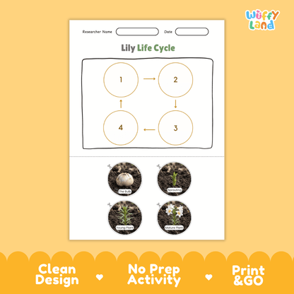 Lily Life Cycle Poster and Cut and Paste Activity Worksheet