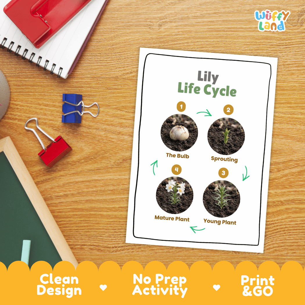 Lily Life Cycle Poster and Cut and Paste Activity Worksheet