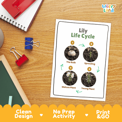 Lily Life Cycle Poster and Cut and Paste Activity Worksheet