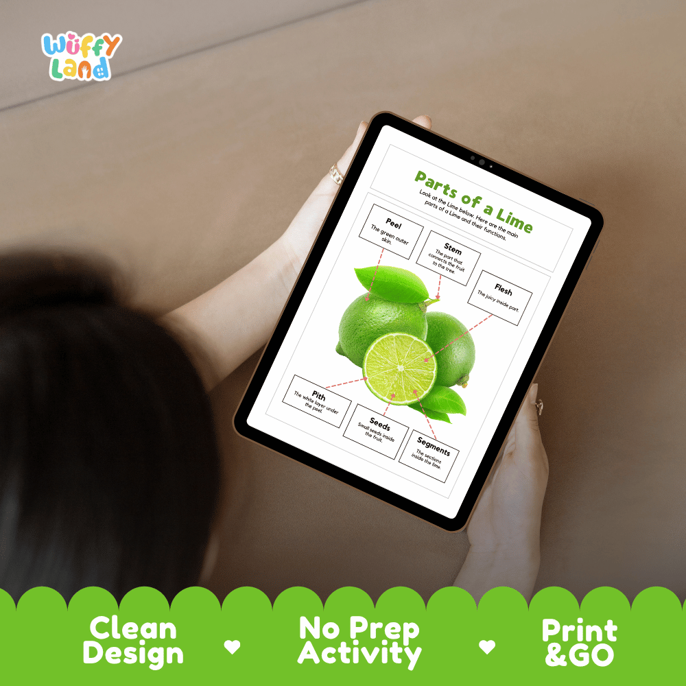 Educational cut and paste lime fruit anatomy worksheet with printable word cutout tiles for peel, flesh, segments, seeds, pith, and stem