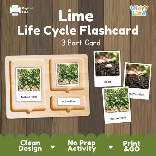 Montessori three-part cards featuring real photographs of lime tree growth stages including mature plant, young plant, and germination 🗂️🏷️