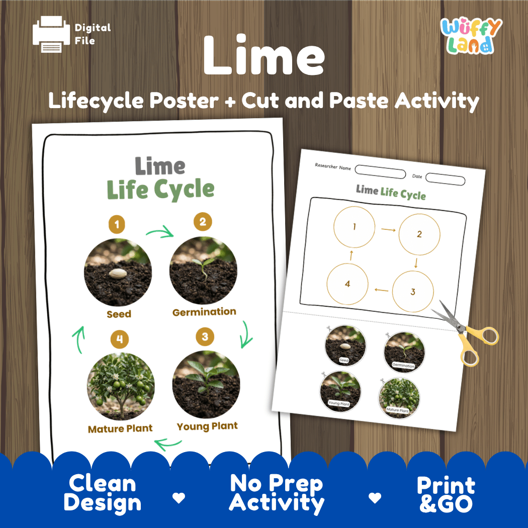 Lime Life Cycle Poster and Cut and Paste Worksheet Activity