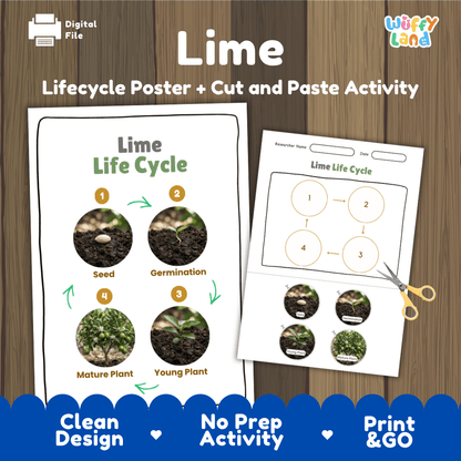 Lime Life Cycle Poster and Cut and Paste Worksheet Activity