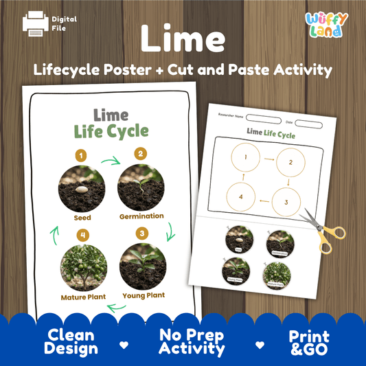 Printable lime life cycle cut and paste sequencing worksheet with real photography of seed, germination, young plant, and mature plant ✂️🔄