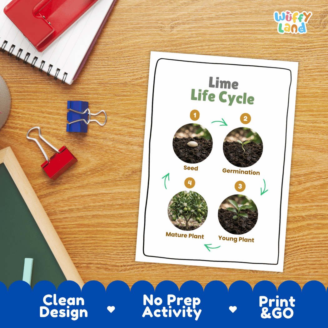 Lime Life Cycle Poster and Cut and Paste Worksheet Activity