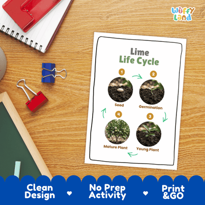 Lime Life Cycle Poster and Cut and Paste Worksheet Activity