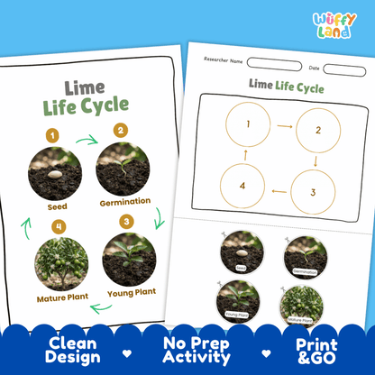Lime Life Cycle Poster and Cut and Paste Worksheet Activity