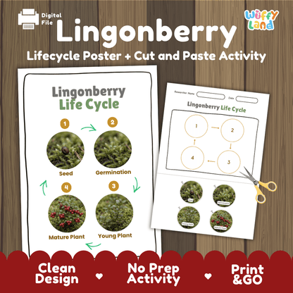 Lingonberry Life Cycle Poster and Cut and Paste Worksheet Activity