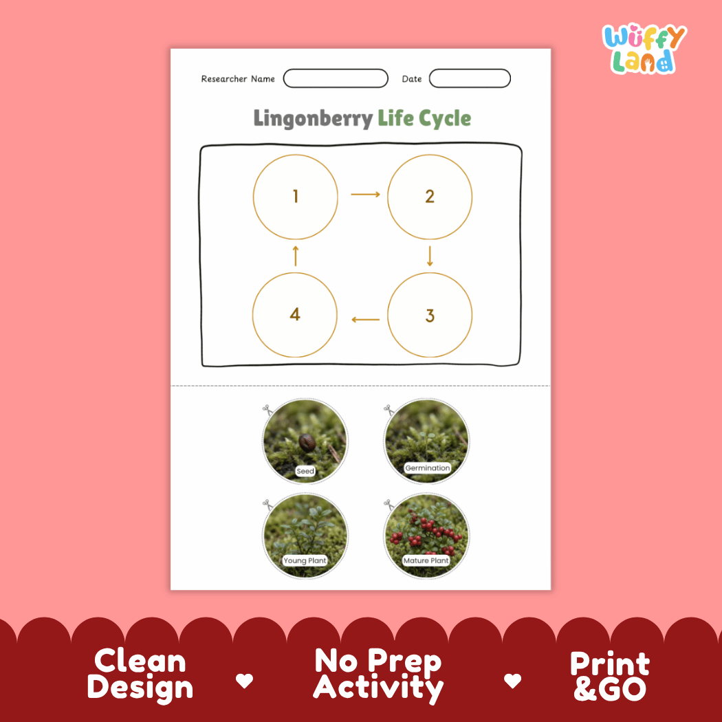 Lingonberry Life Cycle Poster and Cut and Paste Worksheet Activity
