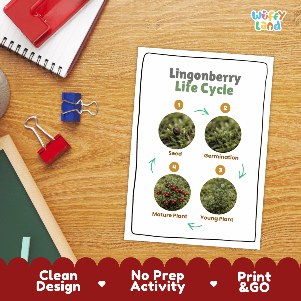 Lingonberry Life Cycle Poster and Cut and Paste Worksheet Activity