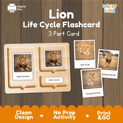 Montessori 3-part photo cards for lion life cycle shown on wooden tray paired with animal research report worksheets and reference photo page