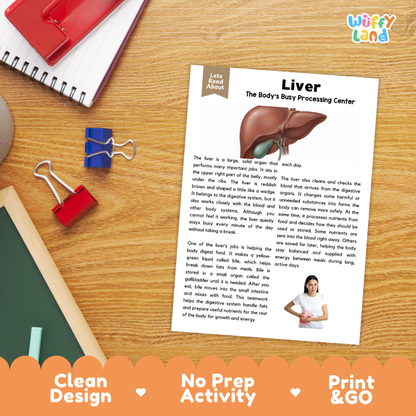 Student reading comprehension worksheet with short-answer questions and lined sections about the human liver