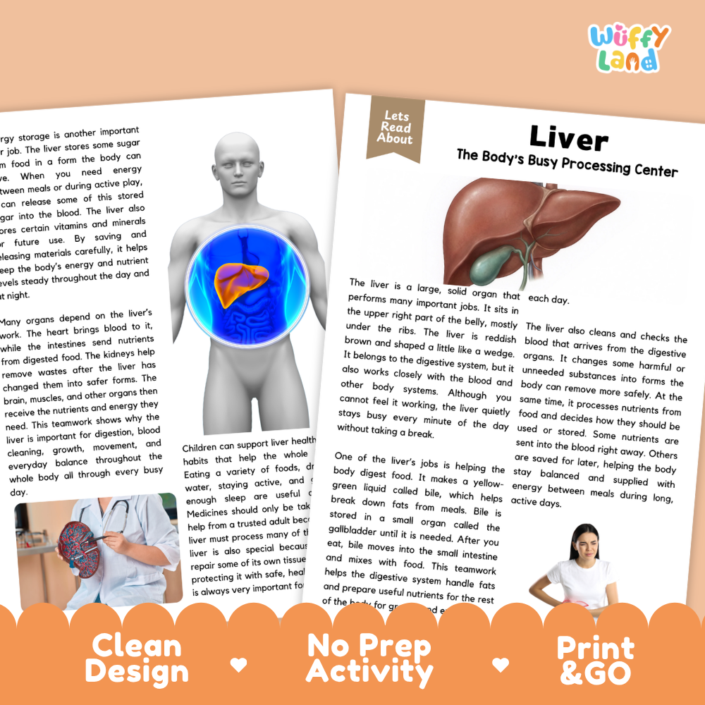 Teacher answer key page showing complete question solutions for Liver human body reading comprehension practice