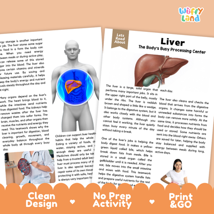 Teacher answer key page showing complete question solutions for Liver human body reading comprehension practice