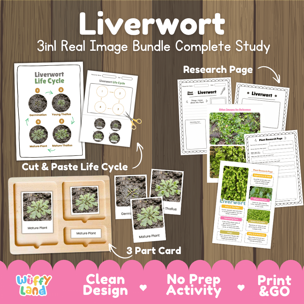 Liverwort plant 3in1 real image bundle complete study printable featuring life cycle cut and paste worksheets, Montessori 3-part cards, and research pages