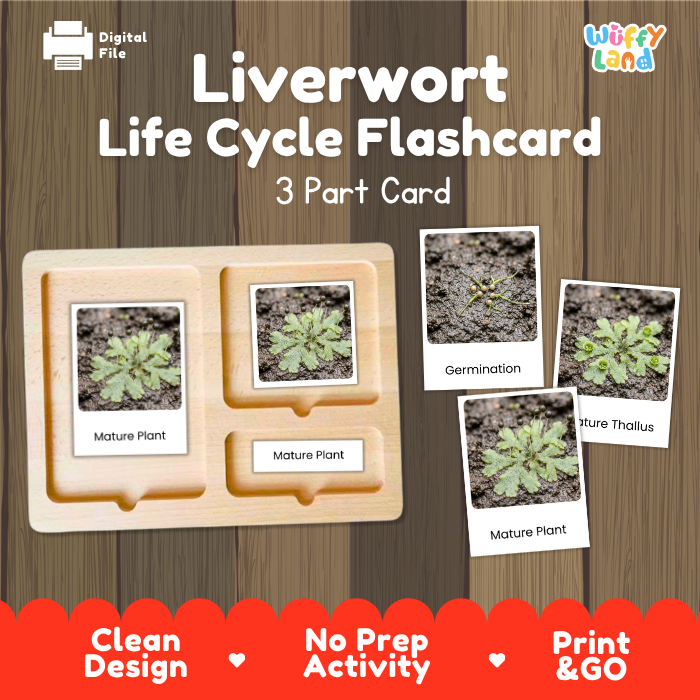 Montessori three part cards featuring real photographic images of liverwort growth stages and mature green thallus structures displayed on a wooden tray