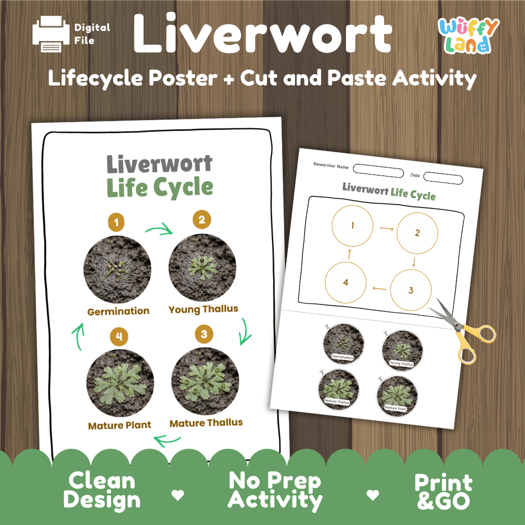 Liverwort Life Cycle Poster and Cut and Paste Activity Worksheets