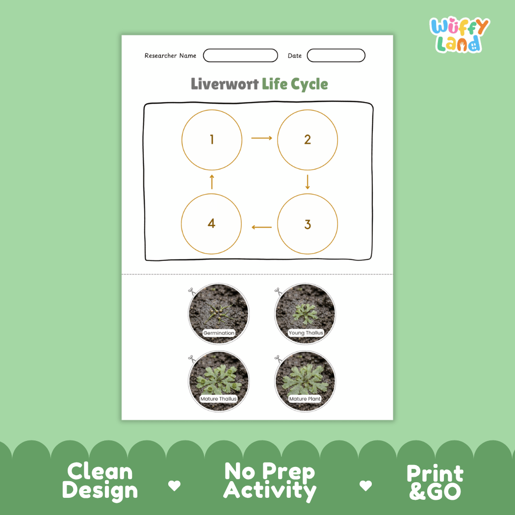 Liverwort Life Cycle Poster and Cut and Paste Activity Worksheets