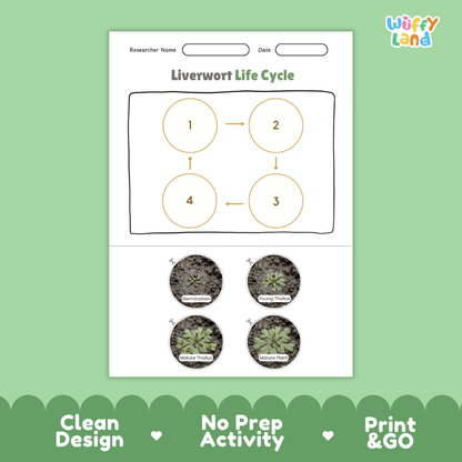 Liverwort Life Cycle Poster and Cut and Paste Activity Worksheets