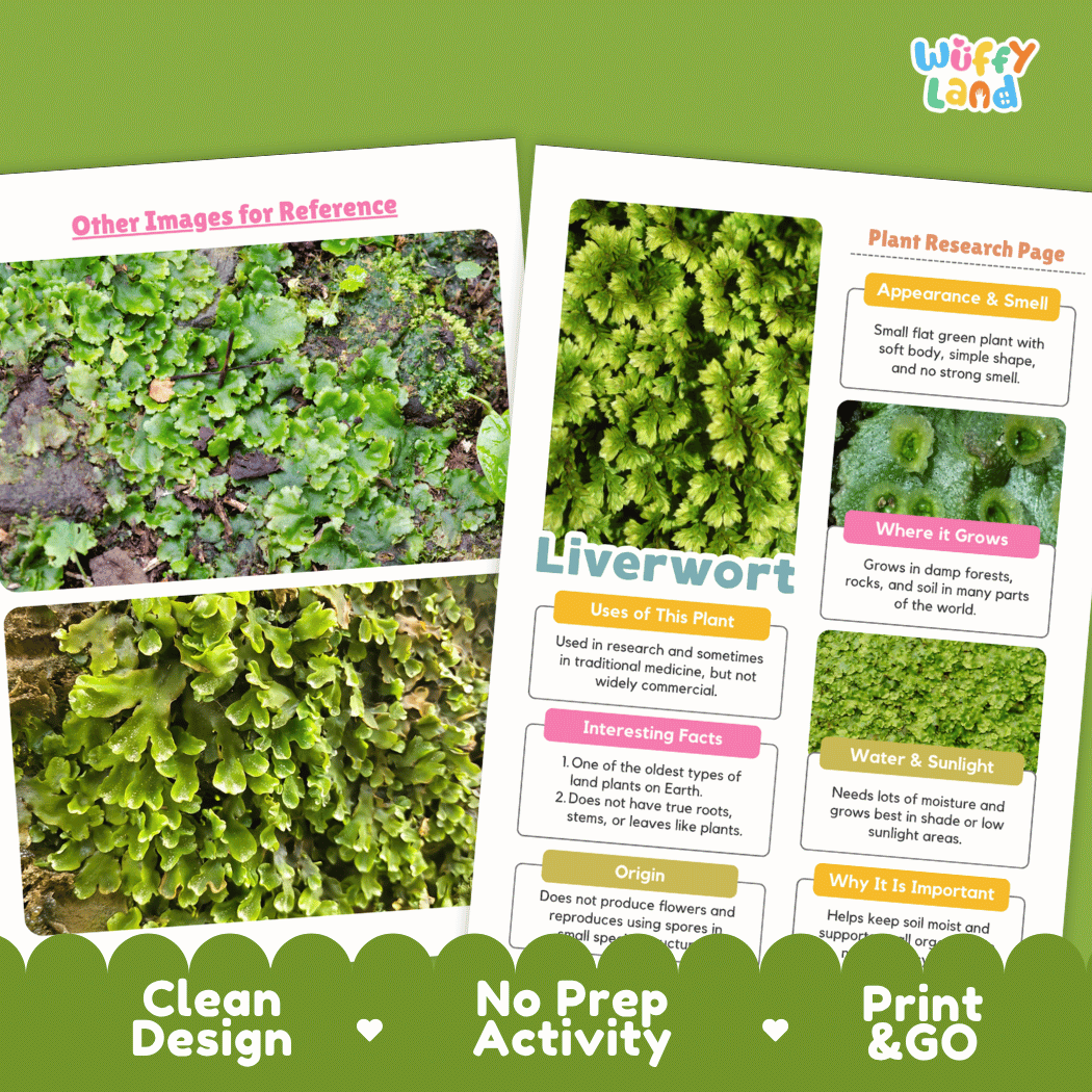Liverwort Plant Research Pages and Worksheets