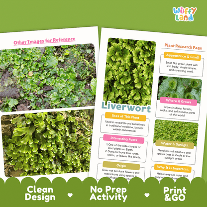 Liverwort Plant Research Pages and Worksheets