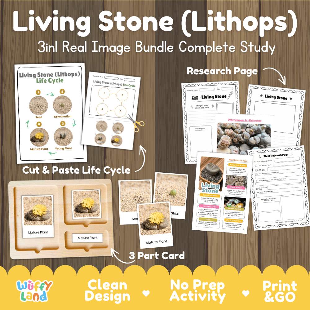Living stone lithops plant 3in1 real image bundle complete study printable featuring life cycle cut and paste worksheets, Montessori 3-part cards, and research pages