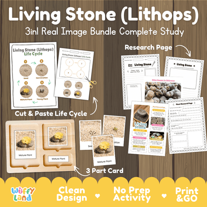 Living stone lithops plant 3in1 real image bundle complete study printable featuring life cycle cut and paste worksheets, Montessori 3-part cards, and research pages