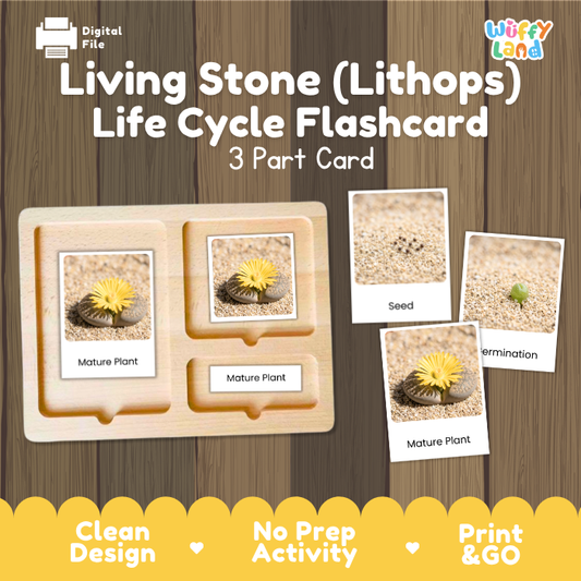 Montessori three part cards featuring real photographic images of lithops living stone growth stages and yellow flowering mature succulents displayed on a wooden tray