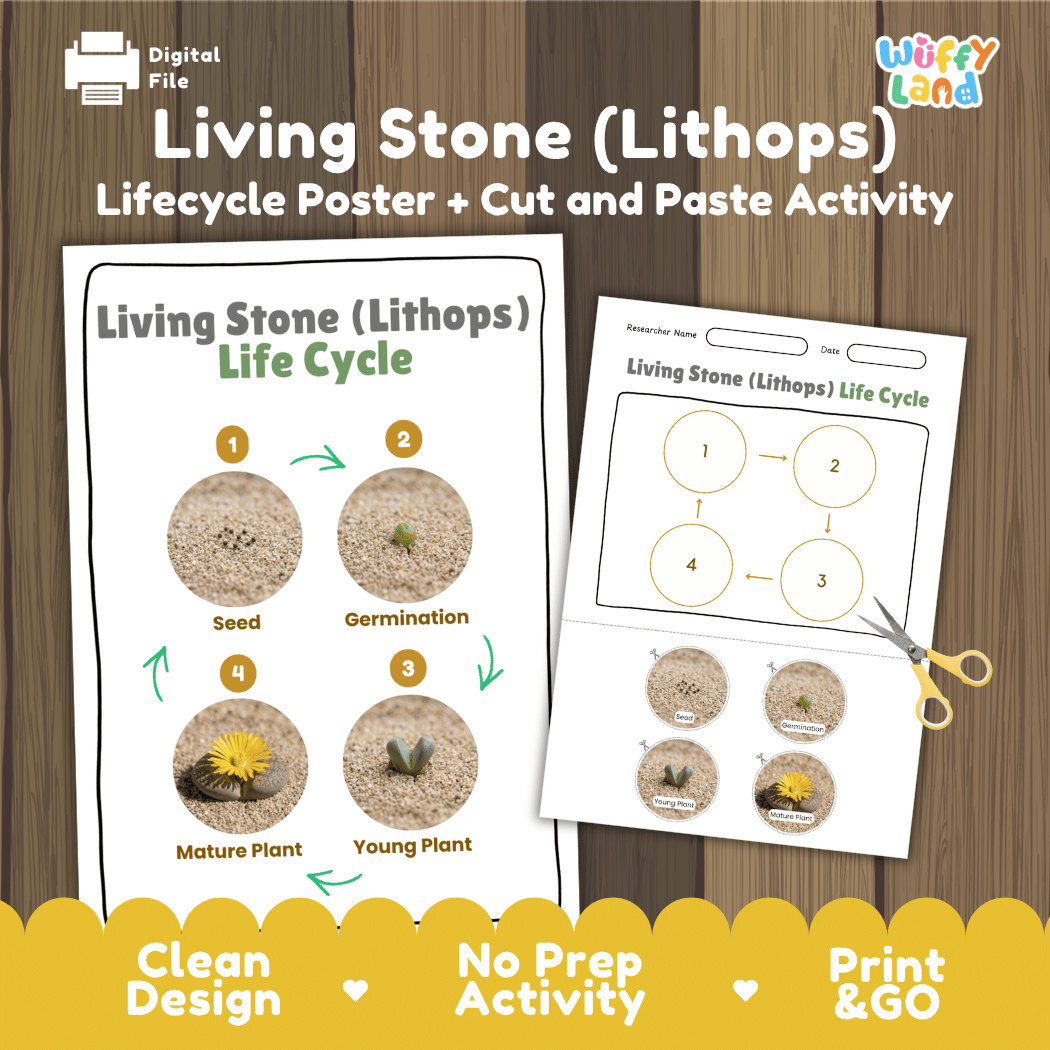 Living Stone (Lithops) Life Cycle Poster and Cut and Paste Worksheet Activity