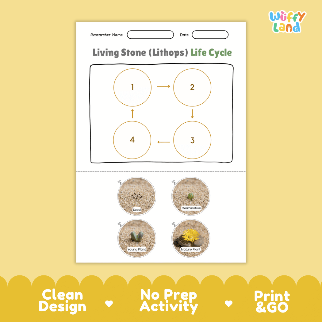 Living Stone (Lithops) Life Cycle Poster and Cut and Paste Worksheet Activity