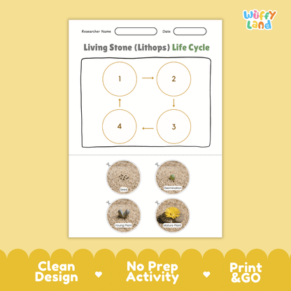 Living Stone (Lithops) Life Cycle Poster and Cut and Paste Worksheet Activity