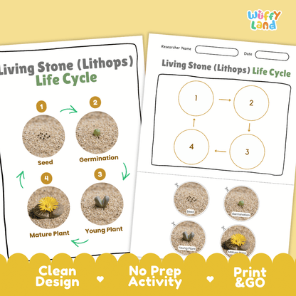 Living Stone (Lithops) Life Cycle Poster and Cut and Paste Worksheet Activity