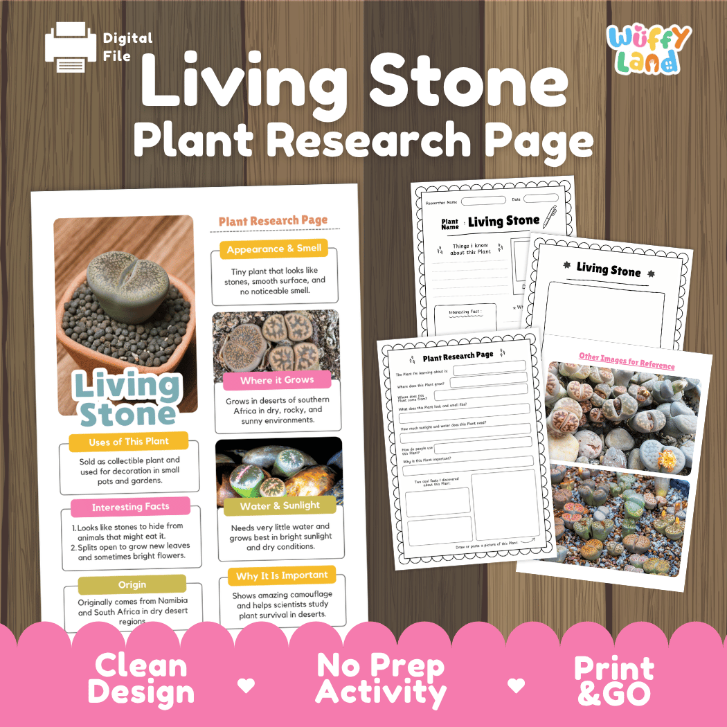 Digital printable activity sheet set titled 'Living Stone Plant Research Page' on a wood-textured background, showing a main poster page and two smaller worksheet pages. The design includes a pink banner at the bottom with text 'Clean Design', 'No Prep Activity', and 'Print & GO'.