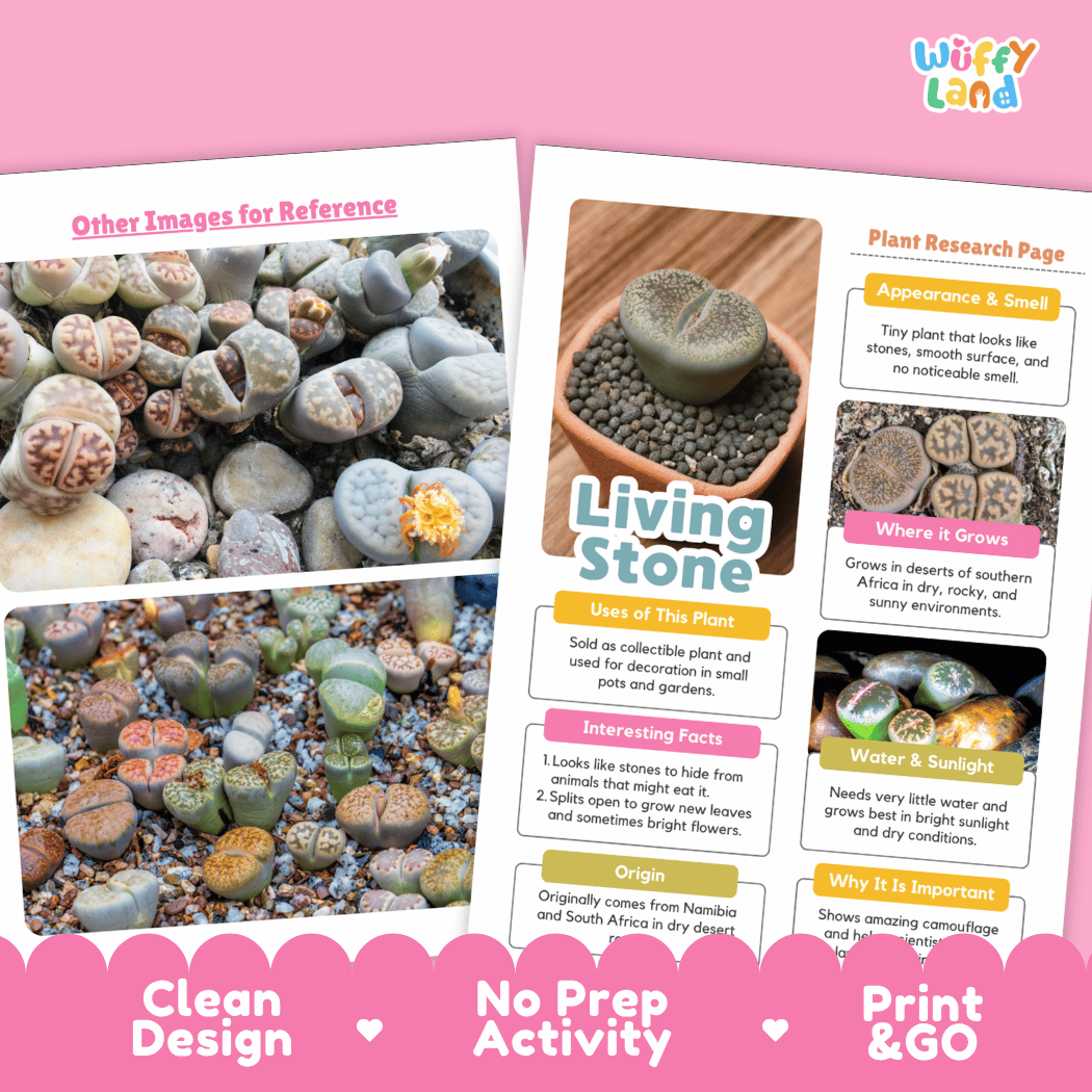 A promotional graphic for a printable gardening guide titled 'Living Stone' by Wiffly Land. The graphic shows a split design: on the left, a photo of various decorative stone plants; on the right, a plant research page with text and small photos of plants.