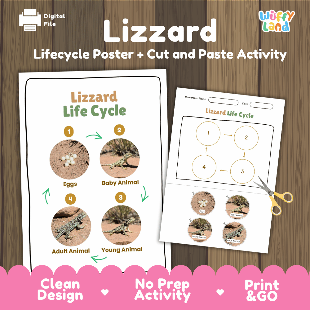 Lizard Lifecycle Poster and Cut and Paste Activity Worksheets | Reptile Science Printables