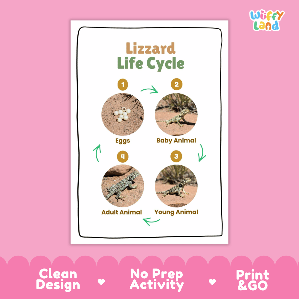 Lizard Lifecycle Poster and Cut and Paste Activity Worksheets | Reptile Science Printables