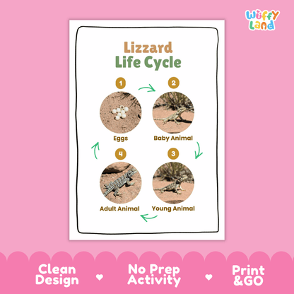 Lizard Lifecycle Poster and Cut and Paste Activity Worksheets | Reptile Science Printables