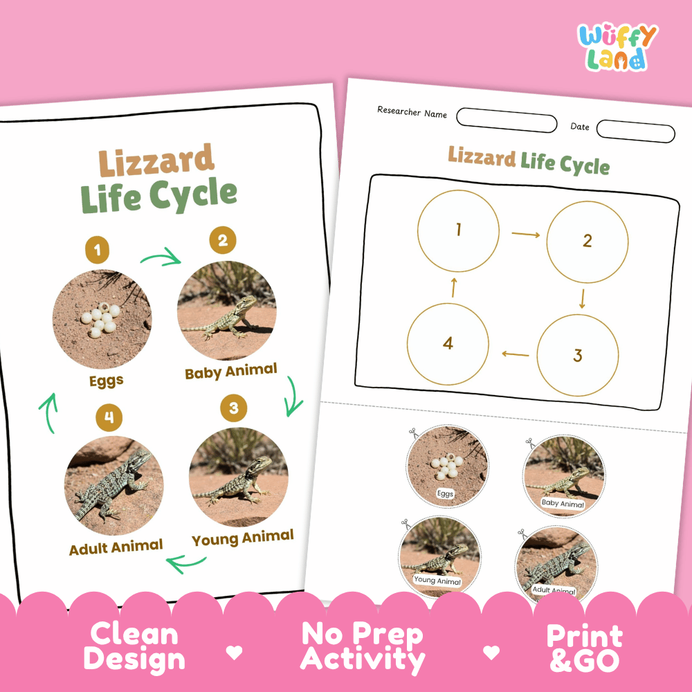 Lizard Lifecycle Poster and Cut and Paste Activity Worksheets | Reptile Science Printables