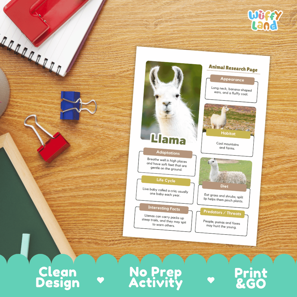An educational printout titled 'Animal Research Page' about a llama, styled on a wooden desk with notebooks, binder clips, and a 'Wiffly Land' logo in the corner. The print includes a llama photo, text boxes, and illustrations, with a teal banner at the bottom reading 'Clean Design', 'No Prep Activity', and 'Print & GO'.