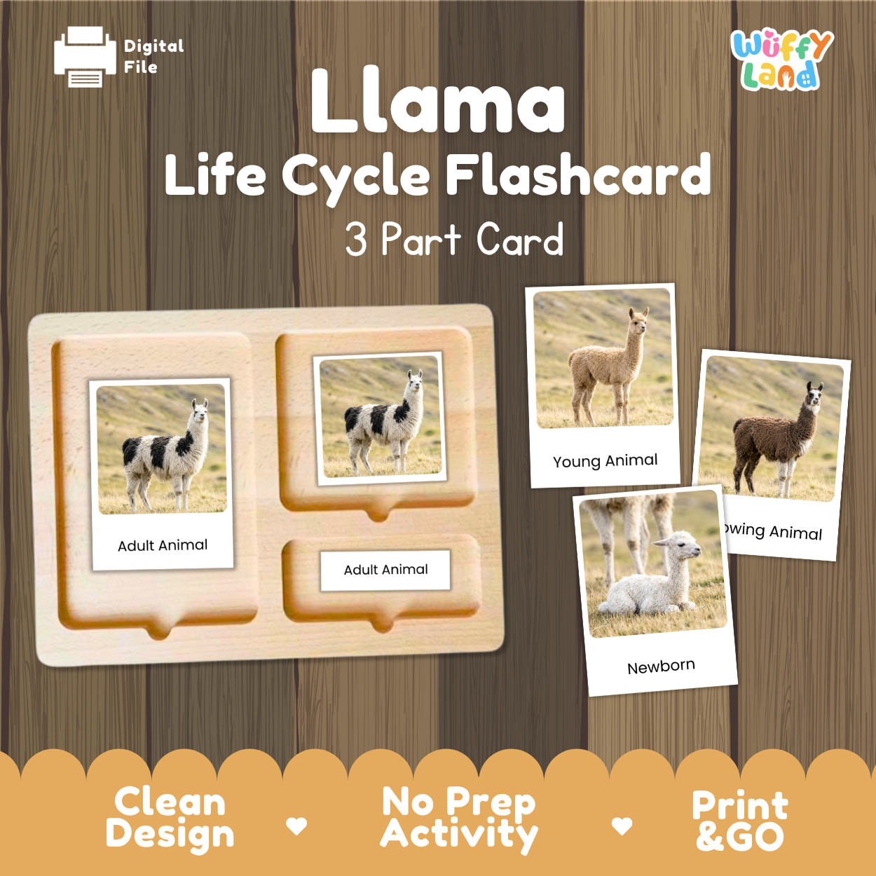 Llama Life Cycle Flashcard set by Wiffy Land, featuring a 3-part wooden card tray with labeled sections for adult animal and newborn/young animal stages, shown on a wood-textured background with sample llama photos and promotional text.
