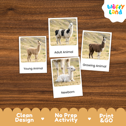 Four printed animal comparison cards showing young, adult, growing, and newborn alpacas, arranged on a brown wood background. The cards have white borders and labels reading 'Young Animal,' 'Adult Animal,' 'Growing Animal,' and 'Newborn.