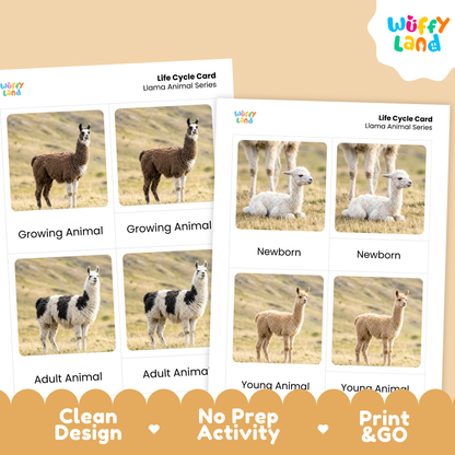 Two printable llama life cycle cards shown on a beige background with promotional text. The cards display labeled photos of llama stages: Growing Animal, Newborn, Adult Animal, and Young Animal.